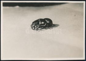 cca 1928 Kinszki Imre (1901-1945) budapesti fotóművész hagyatékából, a szerző által feliratozott vintage fotó (Nr. 1.), a képen törésvonal, 5,8x8,3 cm