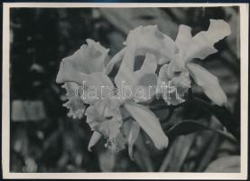 cca 1936 Kinszki Imre (1901-1945) budapesti fotóművész hagyatékából, pecséttel jelzett vintage fotó (Orchidea), 18x13 cm