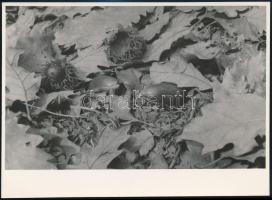 cca 1935 Kinszki Imre (1901-1945) budapesti fotóművész hagyatékából, pecséttel jelzett és a szerző által feliratozott vintage fotó (Csírázik a makk az erdei avarban), 12,6x17,3 cm