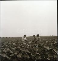 cca 1961 Iregszemcsei képriport, Kotnyek Antal (1921-1990) budapesti fotóriporter hagyatékából 25 db...