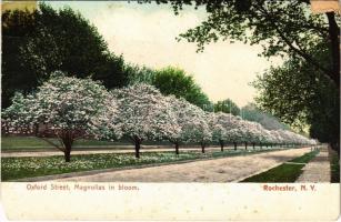 Rochester (New York), Oxford street, magnolias in bloom (EM)