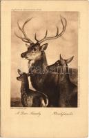 Hirschfamilie / A deer family. Kupferdruck-Künstlerkarte No. 109. s: Edw. Landseer (EK)