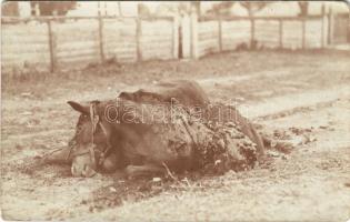 1916 Két döglött ló, melyeket agyonvert a shrapnell. I.R. von Hindenburg No. 69. / WWI K.u.k. military, dead horses shot by a shrapnel. photo (EK)