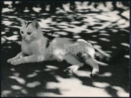 cca 1941 Szántó: Árnyékban, feliratozott vintage fotóművészeti alkotás, felületén törésnyom, 18x24 cm