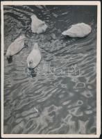 cca 1933 Kinszki Imre (1901-1945) budapesti fotóművész hagyatékából, pecséttel és aláírással jelzett, vintage fotóművészeti alkotása (Kacsák a tóban), 18x13 cm