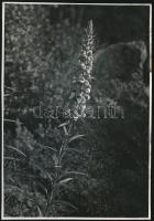 cca 1933 Kinszki Imre (1901-1945) budapesti fotóművész hagyatékából, a szerző által feliratozott vintage fotó (Digitalis lanata), 16,5x11,6 cm