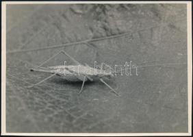 cca 1936 Kinszki Imre (1901-1945) budapesti fotóművész hagyatékából, pecséttel jelzett és feliratozott vintage fotó (Őszike), 11,6x16,4 cm