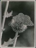 cca 1930 Kinszki Imre (1901-1945) budapesti fotóművész hagyatékából, feliratozott vintage fotó (Pillangó), 11,5x8,5 cm
