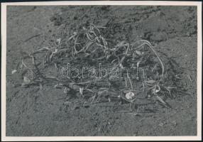 cca 1933 Kinszki Imre (1901-1945) budapesti fotóművész hagyatékából, pecséttel jelzett és feliratozott vintage fotó (Vicia), 12x17 cm