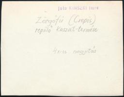 cca 1936 Kinszki Imre (1901-1945) budapesti fotóművész hagyatékából, pecséttel jelzett és feliratozo...