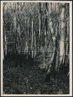 cca 1933 Kinszki Imre (1901-1945) budapesti fotóművész hagyatékából jelzés nélküli, vintage fotóművészeti alkotás (Fiatal erdő), 24x18 cm