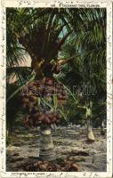 Florida, a cocoanut tree (Rb)