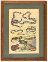 Jelzés nélkül: Kígyók, békák. Metszet, paszpartuban, üvegezett keretben, 19,5x13 cm