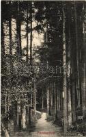 1916 Feketehegyfürdő, Feketehegy, Cernohorské kúpele (Merény, Vondrisel, Nálepkovo); erdei sétány. Korbasz Vilma kiadása / forest, road (fa)