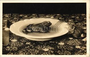 1943 Miskolc, Pislog, mint miskolci kocsonyában a béka (fl)