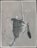 cca 1933 Kinszki Imre (1901-1945) budapesti fotóművész pecséttel jelzett vintage fotóművészeti alkotása (Calopteryx splendens), 11,5x15,2 cm