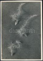 cca 1937 Kinszki Imre (1901-1945) budapesti fotóművész pecséttel jelzett vintage fotóművészeti alkotása (Iszalag tollas-forgós termése), 17x11,6 cm