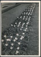 cca 1934 Kinszki Imre (1901-1945) budapesti fotóművész pecséttel jelzett vintage fotóművészeti alkotása (Tulipánok), 18x13 cm
