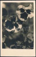 cca 1934 Kinszki Imre (1901-1945) budapesti fotóművész hagyatékából, jelzés nélküli vintage fotó (Virág), 14,8x9,4 cm
