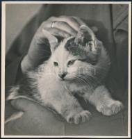 cca 1933 Kinszki Imre (1901-1945) budapesti fotóművész hagyatékából, pecséttel jelzett és aláírt vintage fotó (Cica), 13,4x12,6 cm