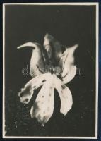1929 Kinszki Imre (1901-1945) budapesti fotóművész jelzés nélküli, de általa feliratozott és datált vintage fotó a hagyatékából (Orchis), 8,3x5,8 cm