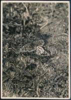 cca 1933 Kinszki Imre (1901-1945) budapesti fotóművész pecséttel jelzett vintage fotóművészeti alkotása (Gyöngyházpillangók), 17,8x12,6 cm