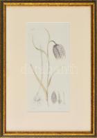 Üvegezett fa keretben nyomat növényről. 29x21 cm