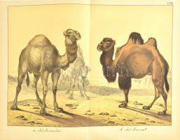 Dr. Gotthilf Heinrich von Schubert: Naturgeschichte der säugetiere. Siebente auflage. Esslingen, 188...