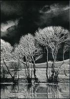 Jelzés nélkül: Fák tükröződése, fotóművészeti alkotás, 23×16 cm