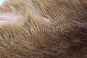 Kenguru bőr kikészítve 150 cm hosszú