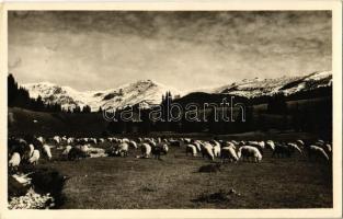 1941 Bucsecs-hegység, Butschetsch, Muntii Bucegi; Heimkehr von den Bergen / hazatérés a hegyekből / mountains, sheep. Fot. Orig. J. Fischer Nr. 497.