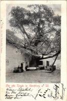 1899 (Vorläufer) Kirchberg am Wechsel, Die alte Linde / old lime tree (EK)
