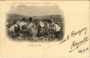 1902 Grasse, Parfumerie Molinard Jeune. Cueillette des Roses / Molinard parfumery, rose picking (small tear)