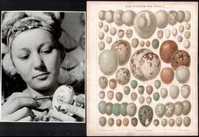 cca 1965 Tojásfestés, vintage fotó jelzés nélkül + hozzáadva a Meyers Lexikonból kiemelt illusztrációt, az európai madarak tojásairól, fotó 24x18 cm, színes nyomat 29x24 cm