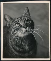 cca 1936 Kinszki Imre (1901-1945) budapesti fotóművész hagyatékából, a szerző által feliratozott, pecséttel jelzett vintage fotó (Waiting), 15x13 cm