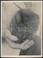 cca 1932 Kinszki Imre (1901-1945) budapesti fotóművész hagyatékából, pecséttel jelzett vintage fotó (Süni), 11,4x8,5 cm