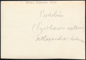 cca 1933 Kinszki Imre (1901-1945) budapesti fotóművész hagyatékából, a szerző által feliratozott, vi...