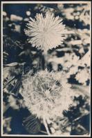 cca 1935 Kinszki Imre (1901-1945) budapesti fotóművész hagyatékából jelzés nélküli vintage fotó (Mezei virág), 17,3x11,6 cm