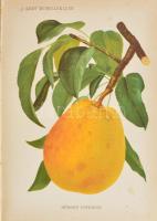 1895. Kert c. szaklap I. évfolyamának 11., 12., 13., 14., 15., 16., 17., 18., 19., számai egybekötve