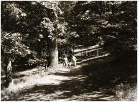 cca 1950-1960 negatívok Afga papírtokban, különféle témában