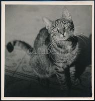 cca 1931 Kinszki Imre (1901-1945) budapesti fotóművész hagyatékából, pecséttel jelzett vintage fotó (reménykedő cica), 13,6x13 cm