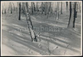 cca 1932 Kinszki Imre (1901-1945) budapesti fotóművész hagyatékából, pecséttel jelzett vintage fotó (Téli erdő), 11,4x16,7 cm
