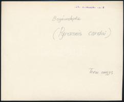 cca 1936 Kinszki Imre (1901-1945) budapesti fotóművész hagyatékából, pecséttel jelzett és a szerző á...