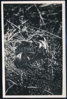 cca 1934 Kinszki Imre (1901-1945) budapesti fotóművész hagyatékából, a szerző által írógéppel feliratozott, vintage fotó (Harc), a kép felületén törésnyom, 17,5x11,6 cm