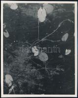 cca 1933 Kinszki Imre (1901-1945) budapesti fotóművész hagyatékából, pecséttel jelzett vintage fotó (vízi növények), 14,9x12 cm