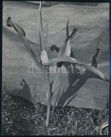 cca 1935 Kinszki Imre (1901-1945) budapesti fotóművész hagyatékából jelzés nélküli, de a szerző által feliratozott vintage fotó (Colchicum autumnale termés), 13,5x11,1 cm