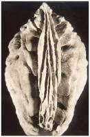 cca 1970 A természet vaginái, Botta Dénes (1921-2010) budapesti fotóművész hagyatékából, 2 db vintage DIApozitív felvétel, 36x24 mm