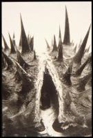 cca 1970 A természet vaginái, Botta Dénes (1921-2010) budapesti fotóművész hagyatékából, 2 db vintag...