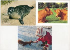 24 db MODERN motívum képeslap: állat / 24 modern motive postcards: animal