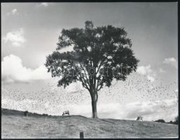 1958 Newtown, tájkép, hátoldalon feliratozott fotóreprodukció, 18×23 cm
